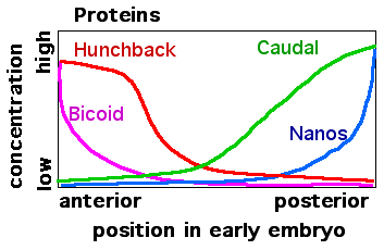 protein gradients