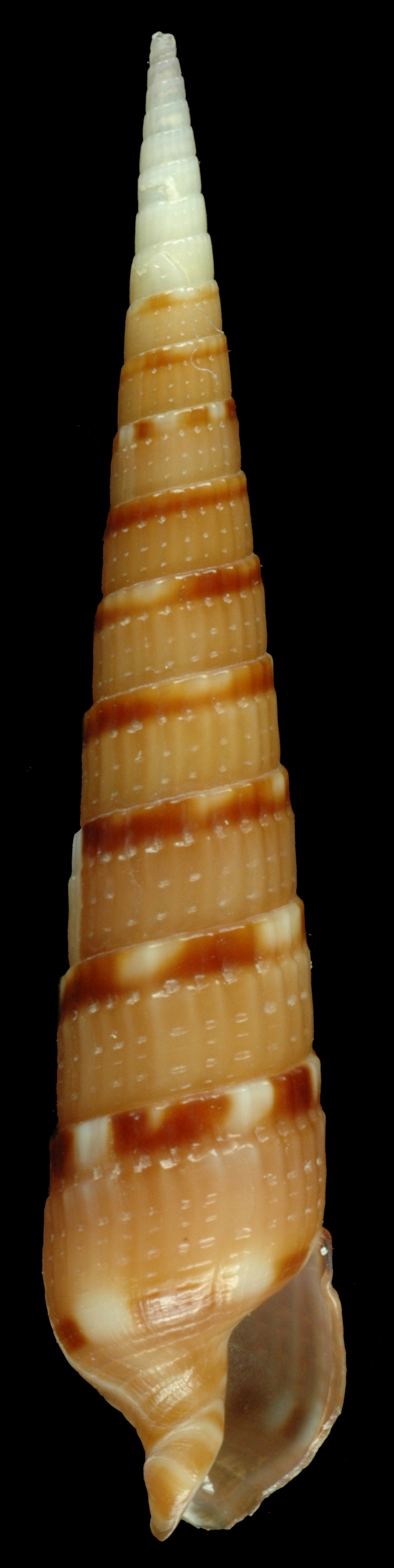 Hastulopsis_alveolata_(MNHN-IM-2013-58936)