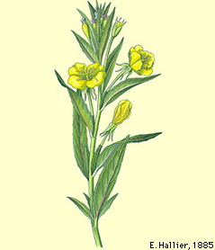 Zandteunisbloem