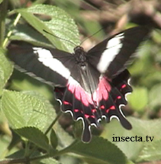 Parides ascanius