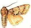 Acronicta lepusculina