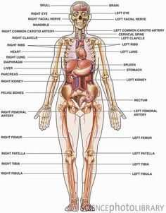 Human physiology