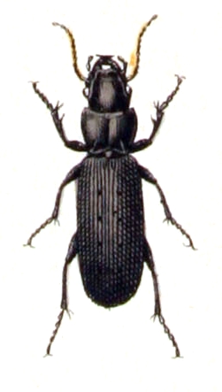 Pterostichus cylindricus