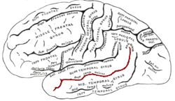 Mediaal aanzicht van de linkergrotehersenhelft. De sulcus temporalis superior is in het rood aangegeven.