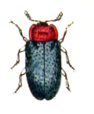 Tetratoma fungorum