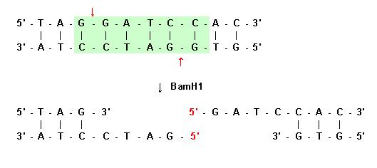 Pola Ujung menggantung 5' oleh enzim BamHI