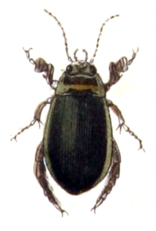 Graphoderus zonatus