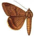 Achaea thermopera