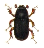 Aphodius putridus