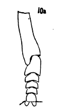 Platychirus quadratus front tibia and tarsus