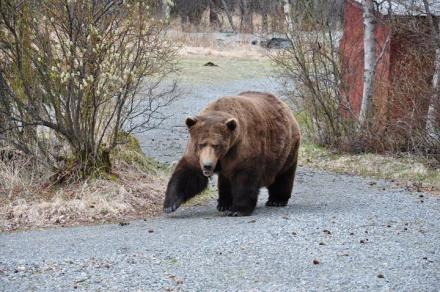 Fat bear 32 Chunk, who resides in Katmai National Park