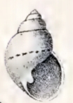 Alcyna ocellata