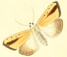 Pardoxia graellsi