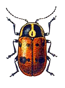 Cryptocephalus octopunctatus