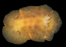 Geitodoris immunda