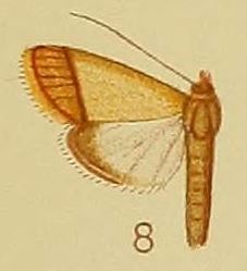 Pseudonoorda rubricostalis