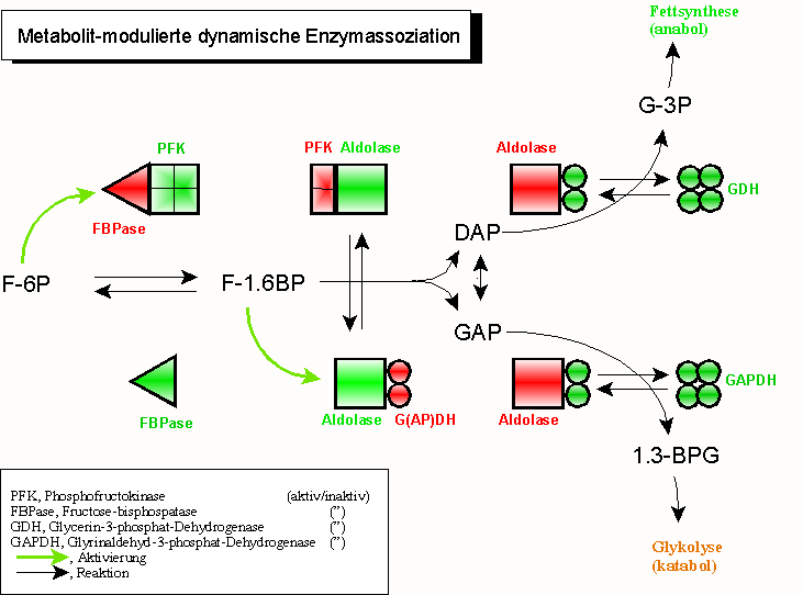 Dynamische Enzymassoziation