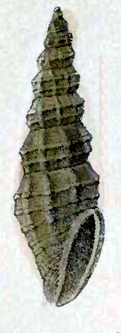 Guraleus lallemantianus