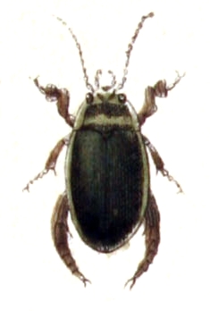 Graphoderus austriacus