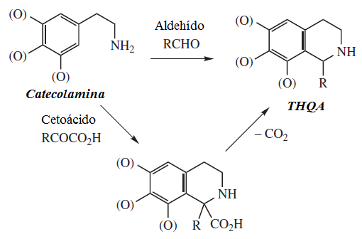 Sinh tổng hợp 1,2,3,4-Tetrahidroisoquinolines: trong (S) -norcoclaurine synthase, hai cơ chất là 4-hydroxyphenylacetaldehyd và 4 (2-aminoethyl) benzen-1,2-diol, trong khi hai sản phẩm của nó là (S) - norcoclaurine và H 2 O.