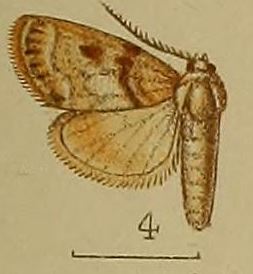 Celama rufimixta