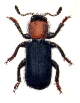 Dermestoides sanguinicollis