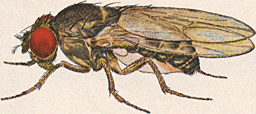 Drosophila pseudoobscura