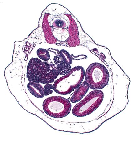 Kurbağa embriyosu