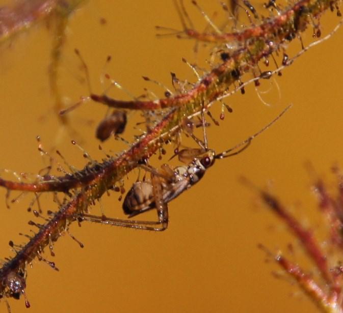 Pameridea marlothi on Roridula dentata