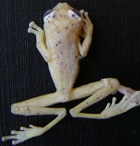 Centrolene mariaelenae Holotype and only known specimen, eastern Ecuador