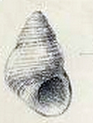 Alcyna lifuensis