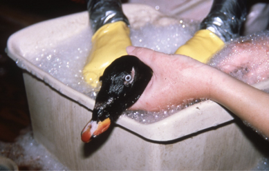 Cleaning a duck after an oil spill