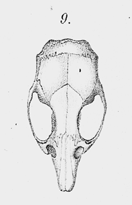 Oligoryzomys flavescens