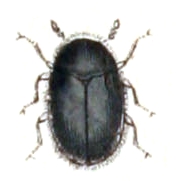 Trinodes hirtus