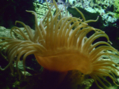 Seeanemone