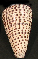 Conus sumatrensis