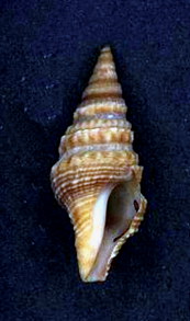 Clavatula bimarginata