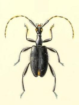 Amphoecus metallicus