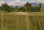 Streuwiese im Maria-Grüner Ried