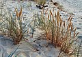 Strandhafer (Ammophila arenaria subsp. arenaria)