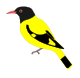 Black-hooded Oriole