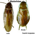 Die Braunbandschabe (Supella longipalpa) stammt aus Afrika und ist sehr wärmebedürftig. In Mitteleuropa kommt sie nur in warmen Gegenden vor und fehlt sonst.