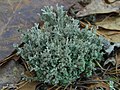 Cladonia atlantica