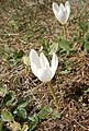 Colchicum speciosum 'Album'