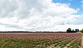 Den Hoorn, flower field at the Van der Sterrweg (mainly anemones)