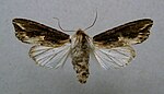 Egira conspicillaris – Specimen