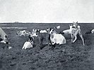 Reindeer fawn in the Alaskan Arctic, 1897 or 1898