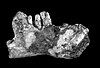 The dentary TNM 02067