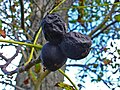 Fruits of a tree with Marssonia desease in autumn