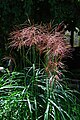 Miscanthus sinensis 'Malepartus', beginnende Blüte